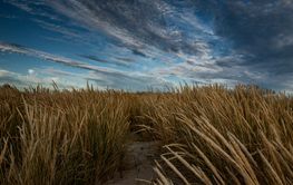 Clouds over grass on sand dunes