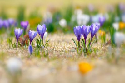 Crocuses