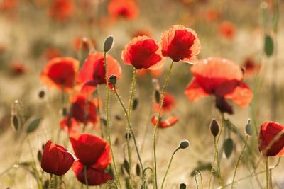Poppy flowers in a corn field 
