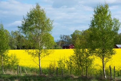 Swedish landscape in spring