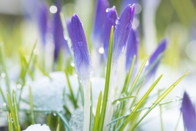 Purple crocuses