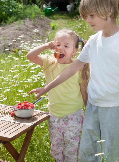 It's summertime - kids snacking strawberries fresh from...