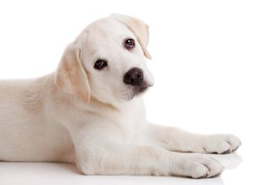 Labrador puppy
