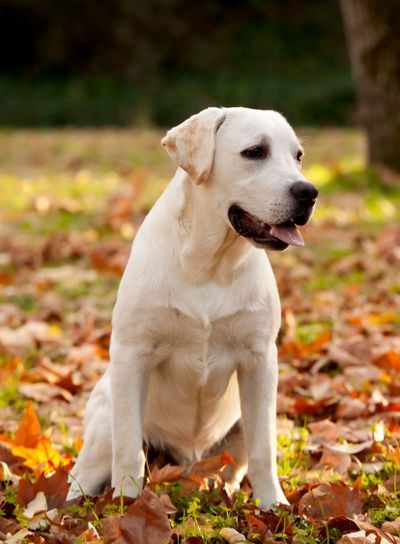 Labrador Retriever