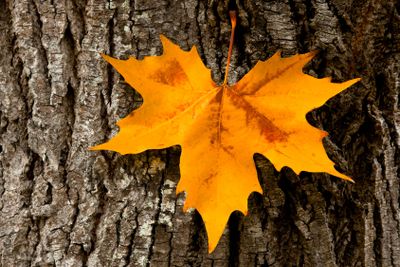 Close-up of a beautiful autumn leaf on a trunk of a tree