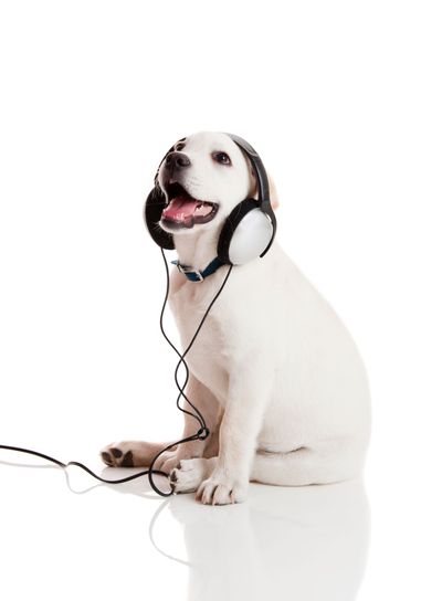 Dog listening to music