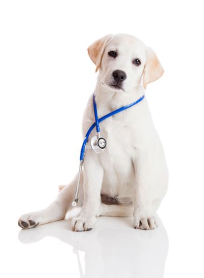 Veterinarian dog